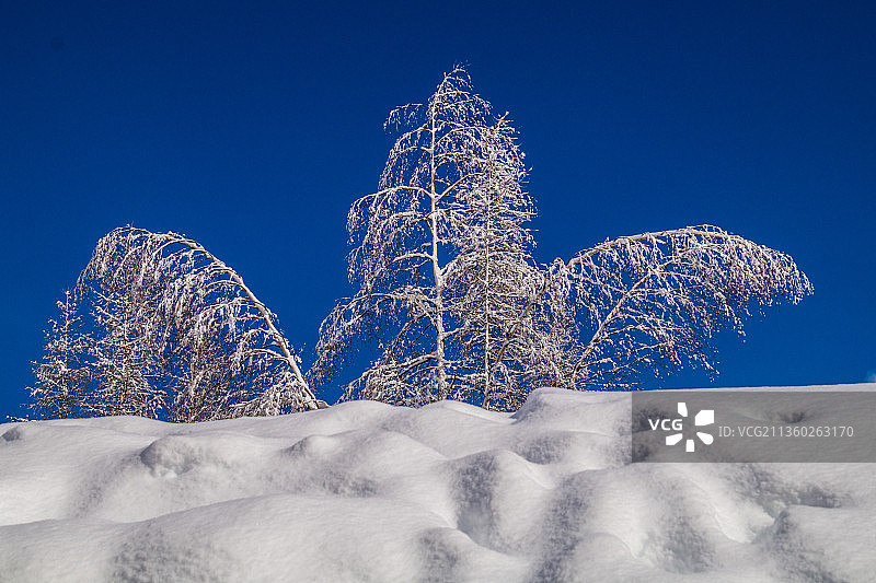 低角度的观点，雪覆盖树木反对蓝色的天空图片素材