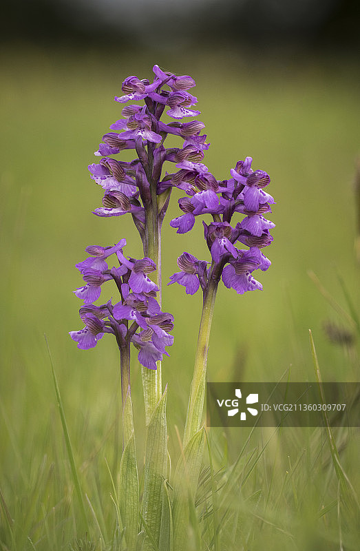 绿翼兰花Anacamptis morio，紫色开花植物在田野上的特写，牛津郡，英国，英国图片素材