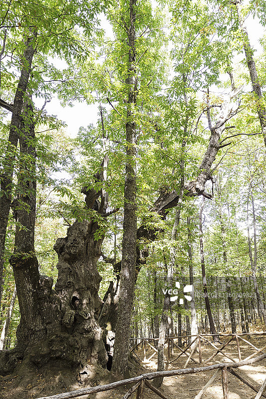 西班牙一个古老的绿色栗树森林的树干图片素材