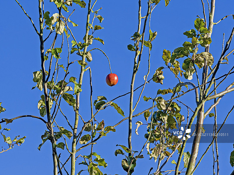 低角度的水果生长在树上反对清晰的蓝天，约克郡，英国，英国图片素材