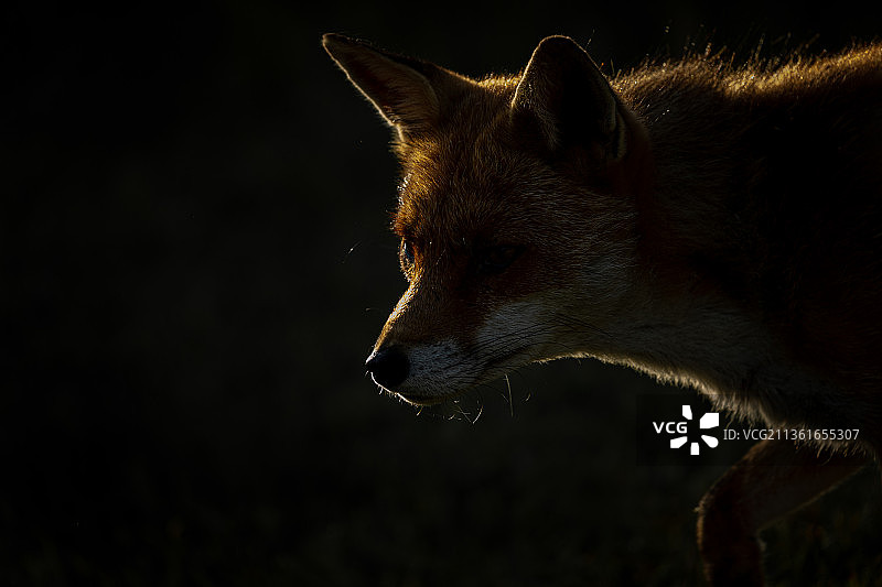 背光雄性红狐头部shot与黑色的背景，英国，英国图片素材