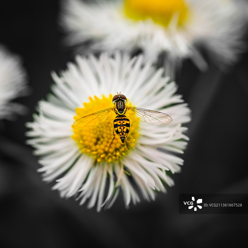 蜜蜂在白花上的特写，俄亥俄州，美国，美国图片素材