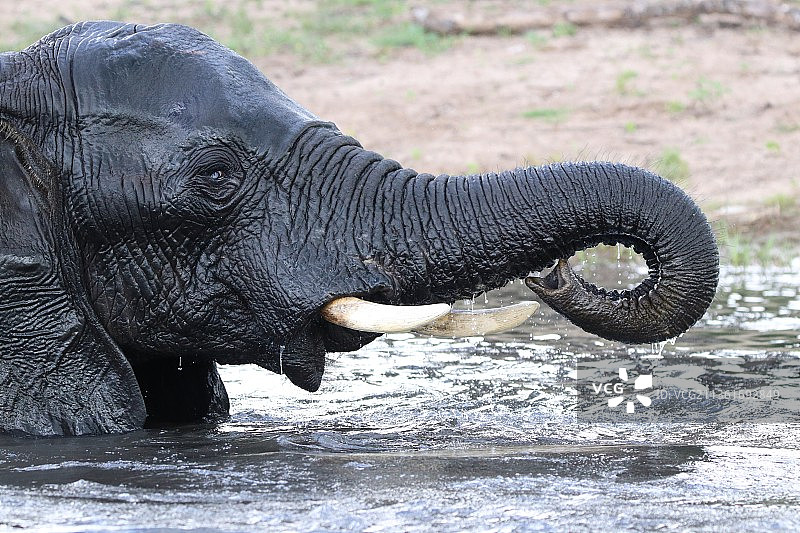 博茨瓦纳丘比国家公园水中非洲象的侧面图图片素材