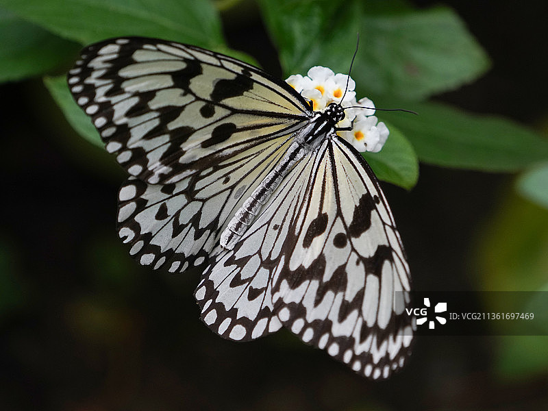 蝴蝶，蝴蝶在花上传粉的特写，台湾图片素材