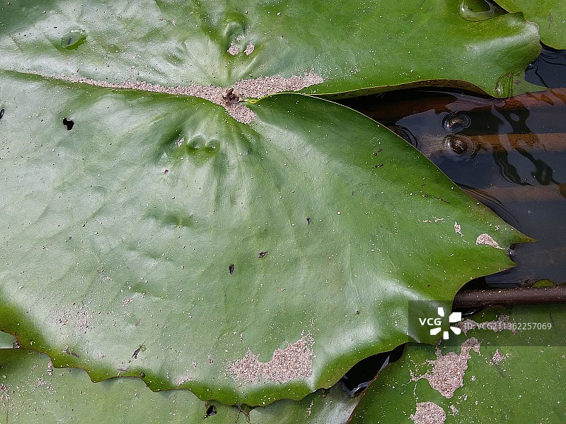 Nymphaea nouchali，斯里兰卡湖中睡莲的特写图片素材