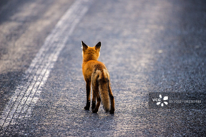 勇气，红色的狐狸走在路上图片素材