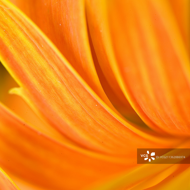 太阳菊的微距色彩图片素材