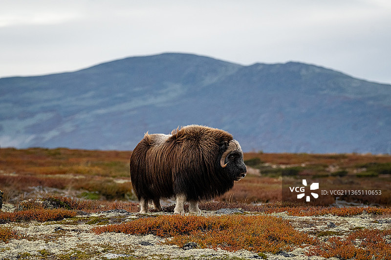 麝牛，羊站在山上的肖像，挪威，挪威图片素材
