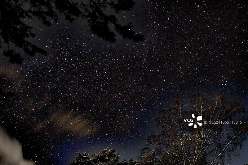 在夜晚，树木对着天空的低角度视图图片素材