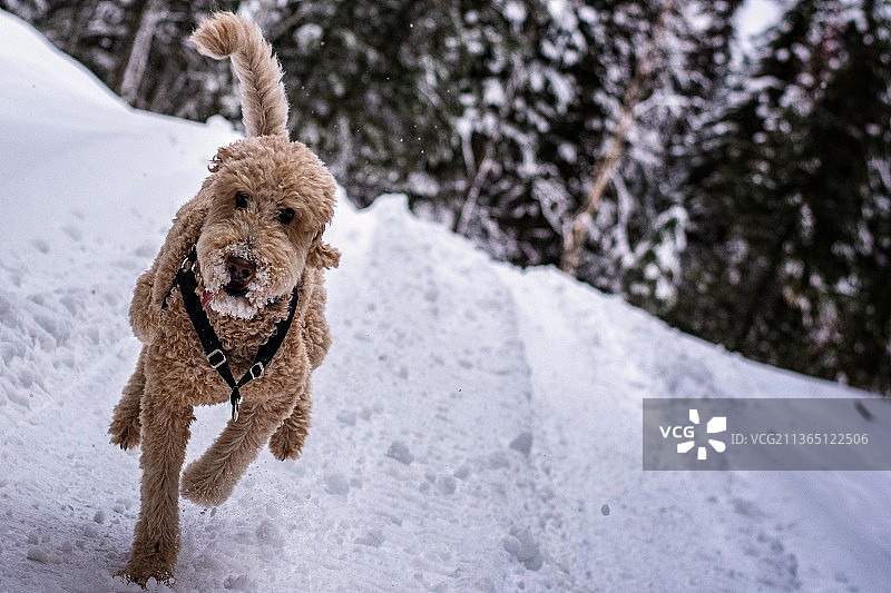 雪中奔跑的狗，一只狮子狗在雪中奔跑，加拿大瓦斯瓦尼皮图片素材