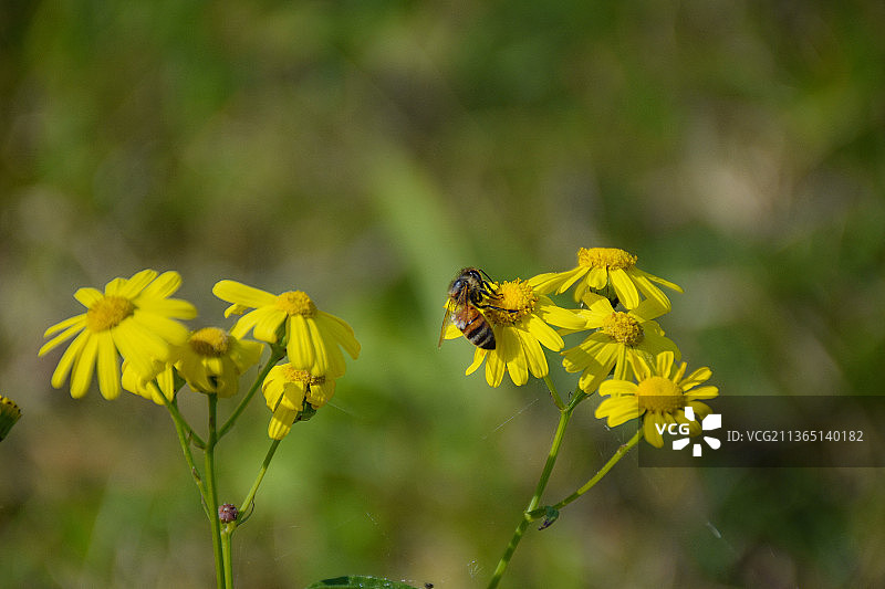 澳大利亚农村的自然镜头，蜜蜂在黄花上授粉的特写镜头，澳大利亚图片素材