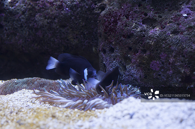 麦卡洛奇小丑鱼，小丑海葵热带鱼在海里游泳的特写图片素材