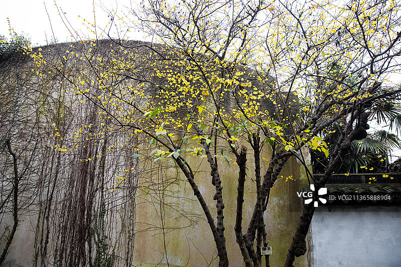 春天，初春，明孝陵腊梅，园林的腊梅盛开图片素材