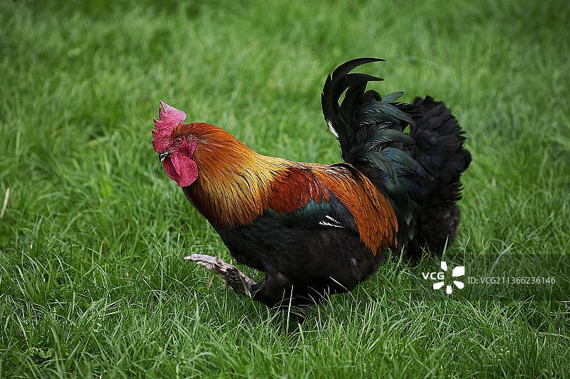 棕红色马兰家禽，法国品种，公鸡站在草地上图片素材