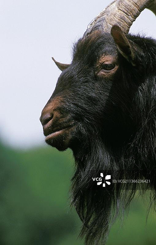 波瓦瓦山羊，一种法国品种，比利山羊的肖像图片素材