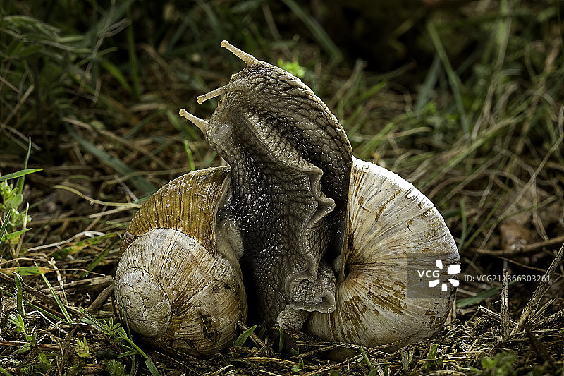 螺旋波马蒂亚(勃艮第蜗牛，罗马蜗牛，可食用蜗牛，蜗牛)-配对交配图片素材
