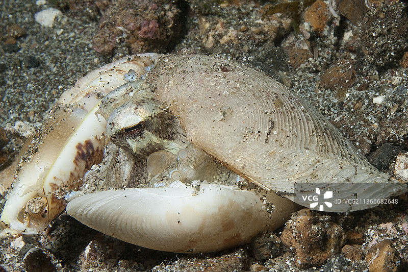 用碎壳作伪装和保护的章鱼图片素材