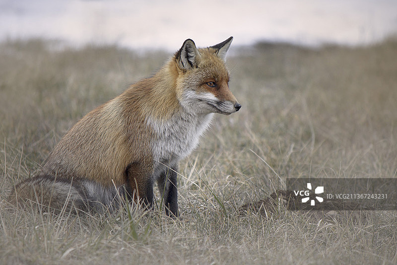 在球场上的红狐的侧视图，意大利图片素材