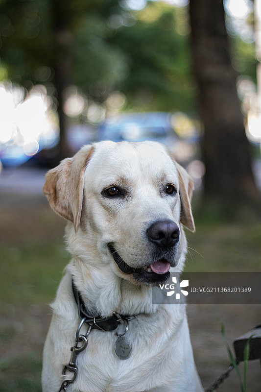 人类最好的朋友，拉布拉多猎犬坐在户外的特写照片，保加利亚图片素材