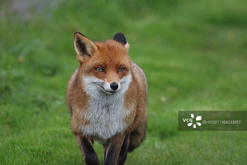 狐狸，站在草地上的红狐狸肖像，利奇菲尔德，英国，英国图片素材