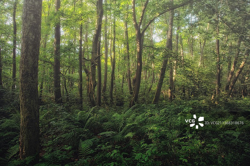 森林,树木森林,Farum、丹麦图片素材