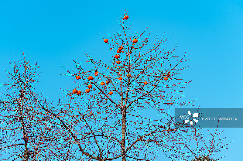 中国野野外之物主题，一棵挂满柿子的柿子树，户外无人图像摄影图片素材