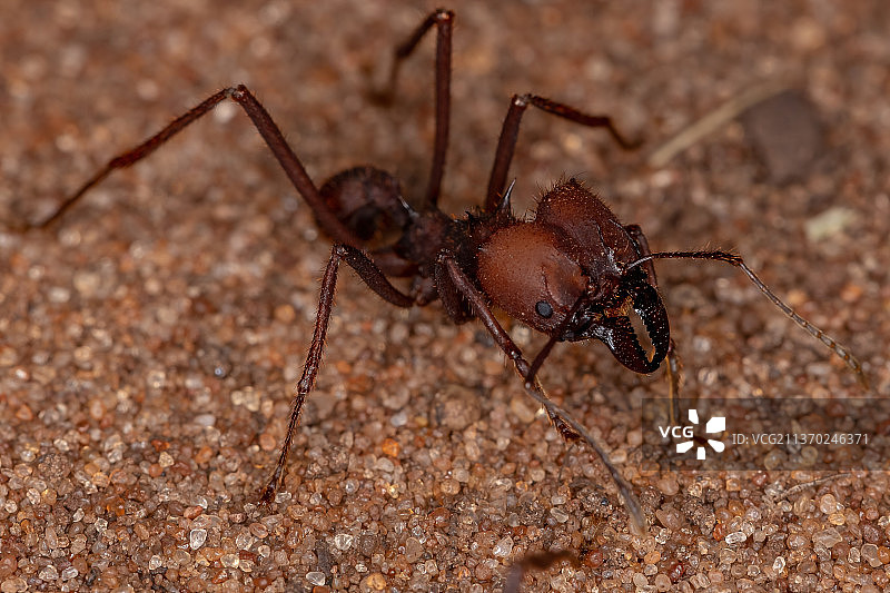 阿塔切叶蚁，蚂蚁在地上的特写图片素材