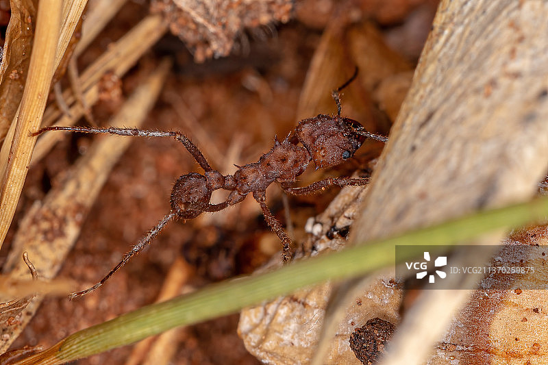 成年肢端墨切叶蚁，昆虫在植物上的特写图片素材
