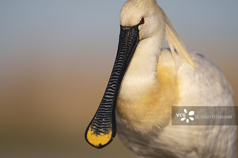 Eurasian spoonbill, Platalea alba报道图片素材