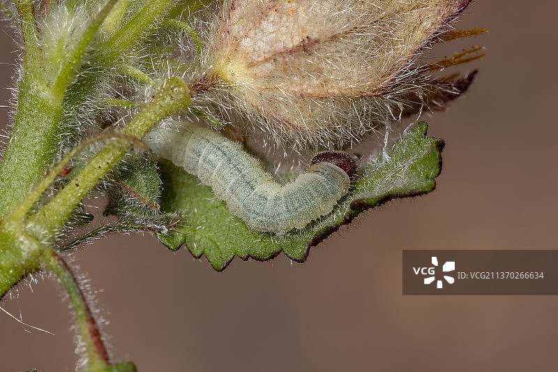 格子毛虫，蜘蛛在植物上的特写图片素材