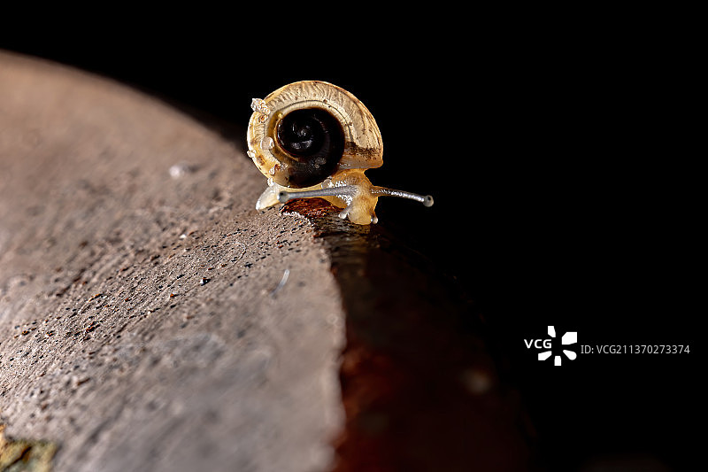 亚洲流浪汉蜗牛，木头上蜗牛的特写图片素材