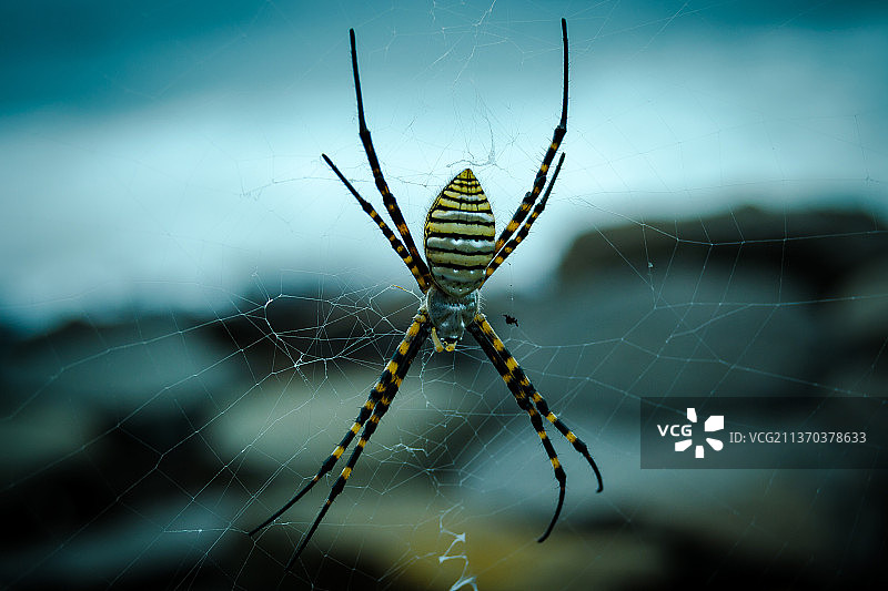 长腿，蛛网上的蜘蛛特写，马德拉岛，葡萄牙图片素材