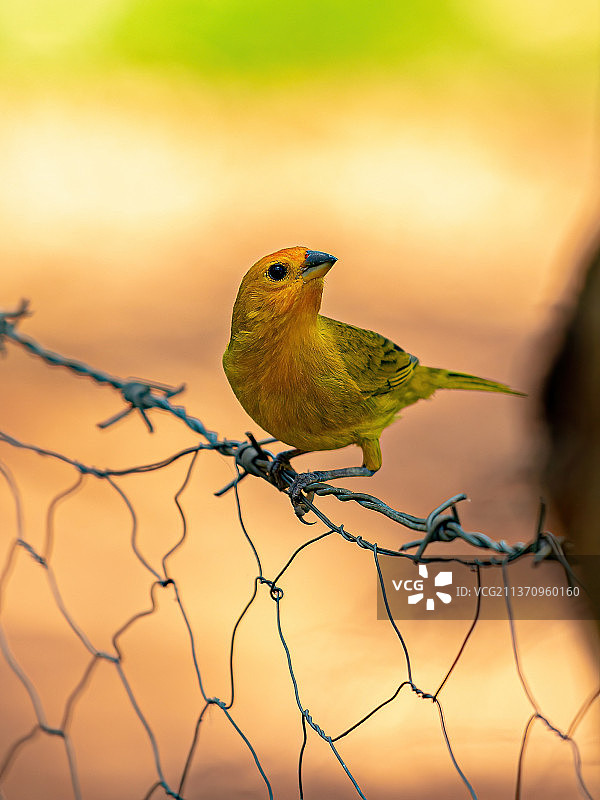 藏红花雀，近景的鸣禽栖息在篱笆上图片素材