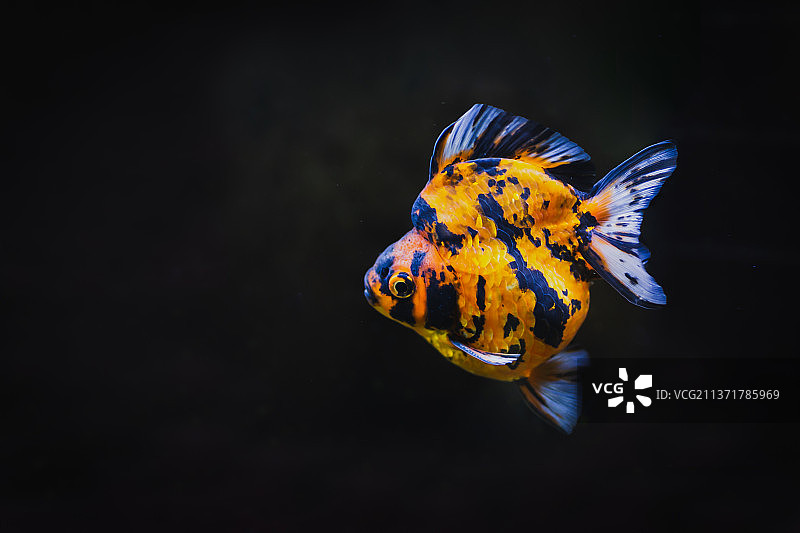 泰国，黑色背景的彩色金鱼在鱼缸里游泳图片素材