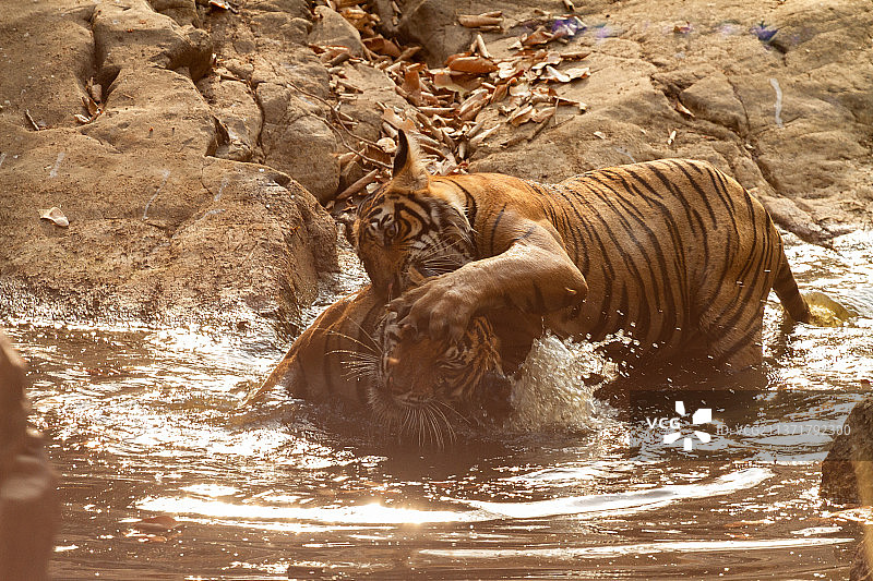 印度拉贾斯坦邦的伦桑博尔国家公园，印度老虎在一个水坑里摔跤图片素材