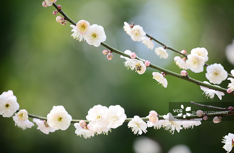 武汉东湖风景区梅园磨山梅花腊梅蜜蜂春天惊蛰立春春分节气绿梅红瓣湖北图片素材