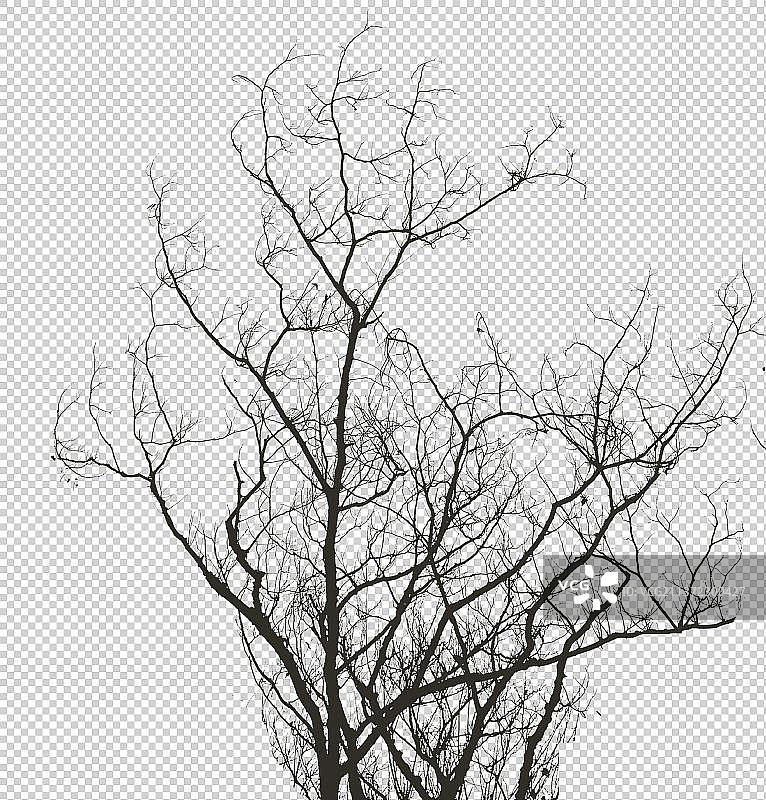 冬天枯萎树枝树杈素材图片素材