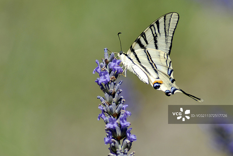 罕见的燕尾蝶，蝴蝶在紫色花朵上授粉的特写图片素材