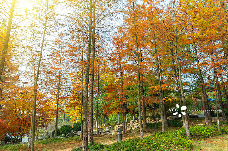 湖北武汉汉阳月湖公园深秋风光图片素材