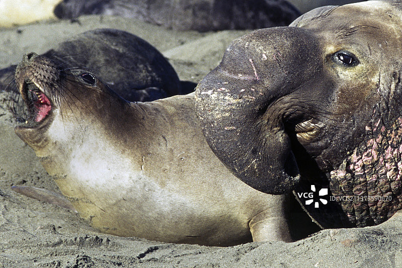 北方象海豹交配的特写图片素材