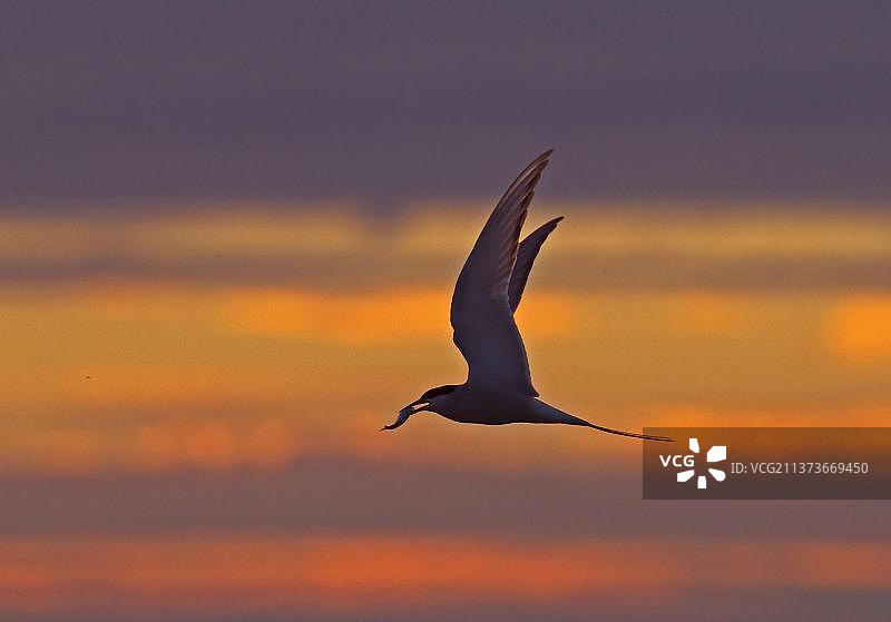 北极燕鸥，动物，鸟类，成年北极燕鸥，在飞行与鱼在喙，剪影在日落，芬兰，欧洲图片素材