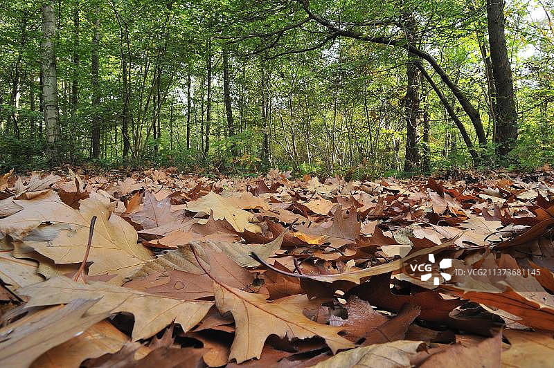 北方红栎(Quercus rubra)、冠军栎(Quercus borealis)秋天落叶在森林的地面上图片素材