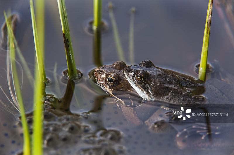 草蛙，常见的蛙类，两栖类，其他动物，蛙类，动物，欧洲常见的棕色蛙(Rana temporaria)，在春季池塘中漂浮在蛙卵之间图片素材
