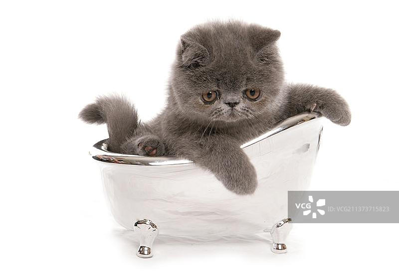 奇异的短毛猫，蓝色的小猫，在玩具浴缸里图片素材