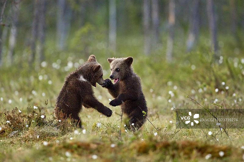 欧洲的棕熊(Ursus arctos arctos)两只小熊，在欧洲芬兰的针叶林中嬉戏打闹图片素材