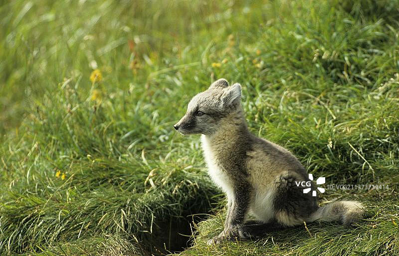 小北极狐(Alopex lagopus)坐在草原上图片素材