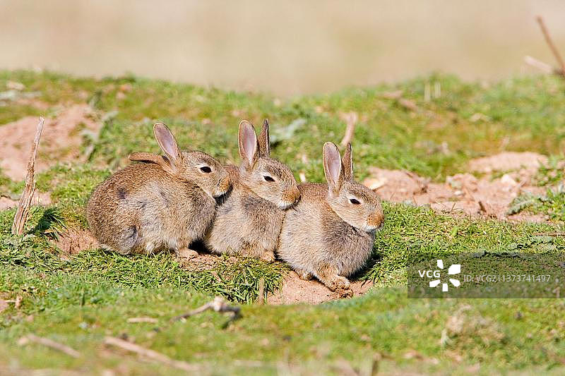 European Rabbit (Oryctolagus cuniculus) three babies, sitting outside warren, Suffolk, England, United Kingdom, Europe图片素材