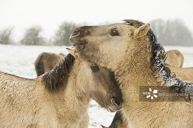 科尼克马，不成熟，头部特写，在雪中撕咬和打闹，汉姆芬自然保护区，肯特，英格兰，冬天图片素材