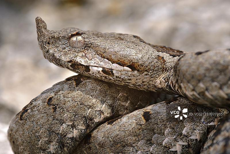 鼻角蝰蛇(Vipera ammodytes)成人，头部特写，意大利，欧洲图片素材