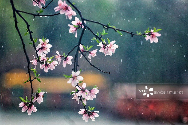 三月桃花雨图片素材